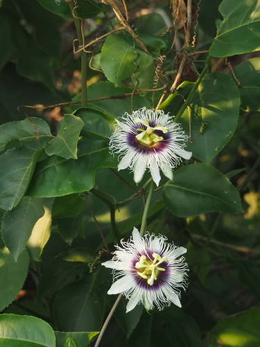 Passiflora edulis (passion fruit) (alternate view 4)
