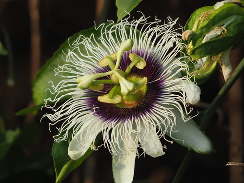 Passiflora edulis (passion fruit) (alternate view 5)