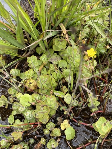 Hypericum elodes (Marsh St John's-wort)