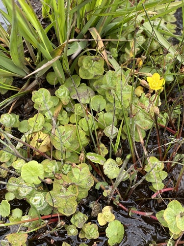 Hypericum elodes (Marsh St John's-wort)