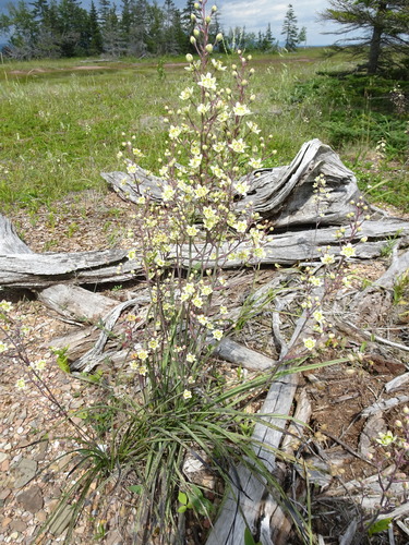 Anticlea elegans (Mountain Deathcamas) (alternate view 2)