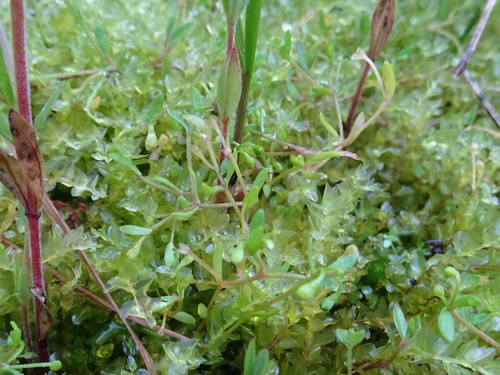 Montia fontana (blinks)