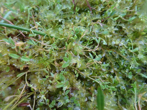 Montia fontana (blinks)