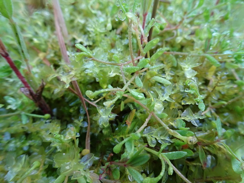 Montia fontana (blinks)