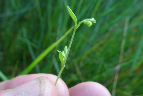 Montia fontana (blinks)
