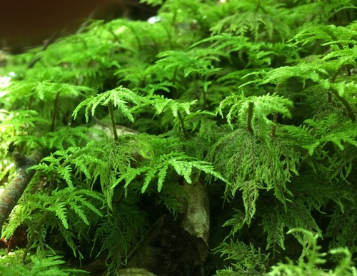 Hylocomium splendens (stairstep moss)