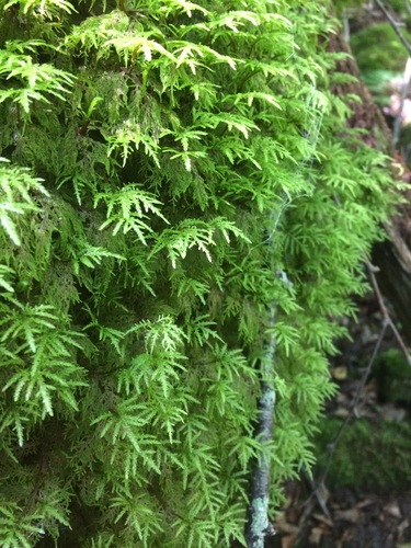 Hylocomium splendens (stairstep moss)