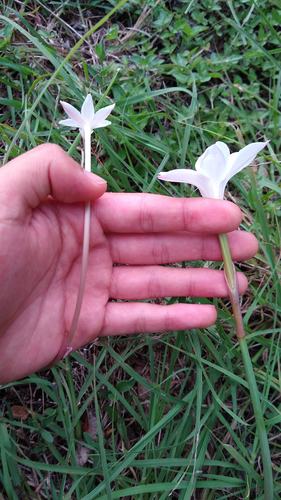 Zephyranthes chlorosolen (Brazos rain-lily) (alternate view 2)
