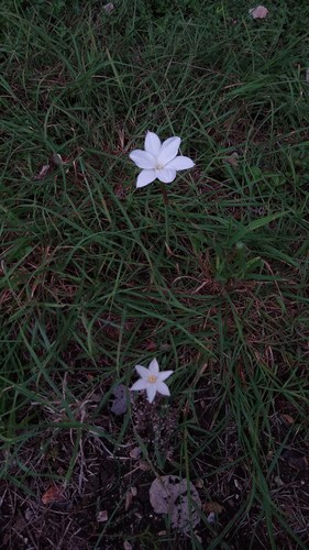 Zephyranthes chlorosolen (Brazos rain-lily) (alternate view 3)
