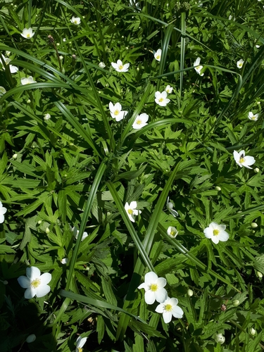 Anemonastrum canadense (Canada anemone)