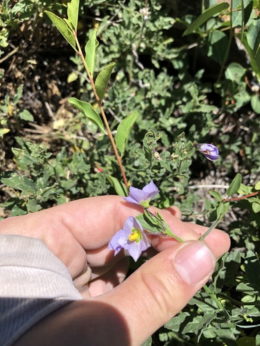 Solanum xanti (purple nightshade) (alternate view 10)