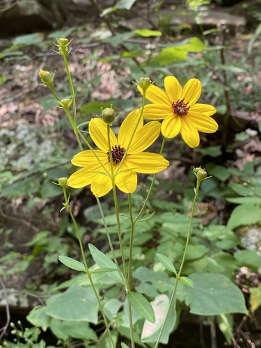 Coreopsis tripteris (Tall Coreopsis)