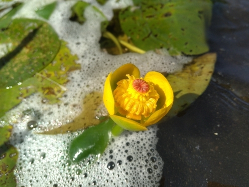 Nuphar variegata (Variegated Yellow Pond-Lily) (alternate view 2)