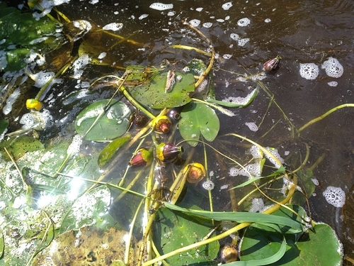Nuphar variegata (Variegated Yellow Pond-Lily) (alternate view 3)