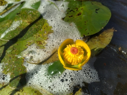 Nuphar variegata (Variegated Yellow Pond-Lily) (alternate view 4)