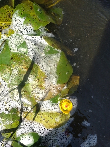 Nuphar variegata (Variegated Yellow Pond-Lily) (alternate view 5)
