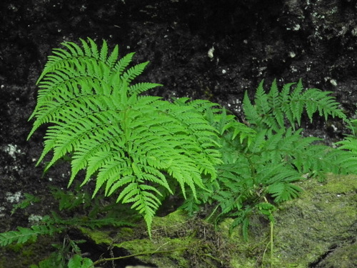Athyrium asplenioides (southern lady fern) (alternate view 5)