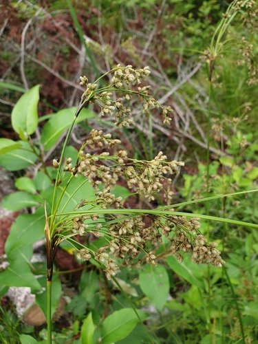 Scirpus cyperinus (Woolgrass)