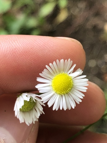 Erigeron strigosus (daisy fleabane)