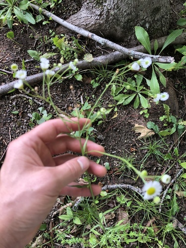 Erigeron strigosus (daisy fleabane)