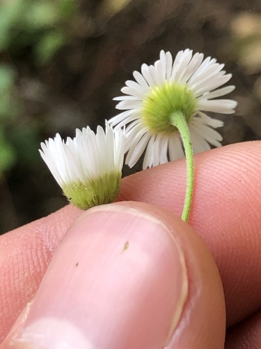 Erigeron strigosus (daisy fleabane)