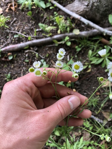 Erigeron strigosus (daisy fleabane)