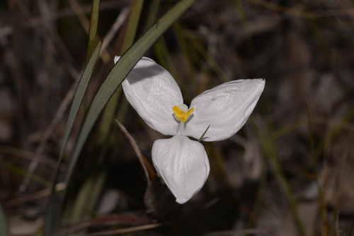 Patersonia sericea (Silky Purple Flag) (alternate view 9)
