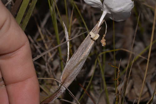 Patersonia sericea (Silky Purple Flag) (alternate view 10)