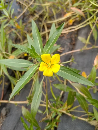 Ludwigia peploides (floating primrose-willow) (alternate view 5)