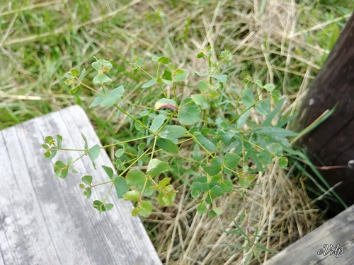 Euphorbia virgata (leafy spurge) (alternate view 4)