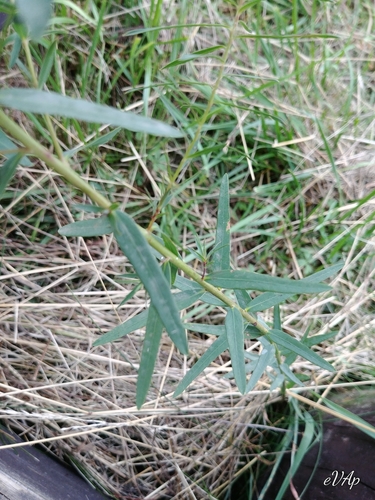 Euphorbia virgata (leafy spurge) (alternate view 5)