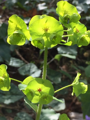 Euphorbia amygdaloides (wood spurge)
