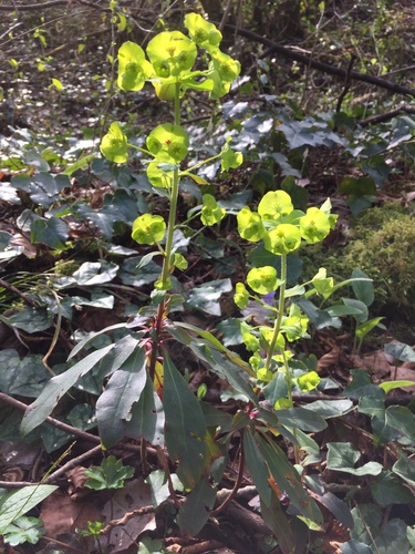 Euphorbia amygdaloides (wood spurge)