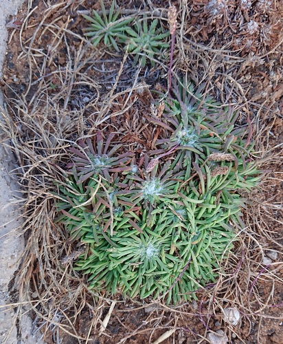 Plantago coronopus (Buck's-horn Plantain)