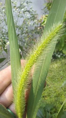 Setaria faberi (giant foxtail) (alternate view 4)