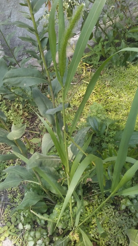 Setaria faberi (giant foxtail) (alternate view 5)