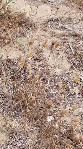 Plantago erecta (dot-seed plantain) (alternate view 4)