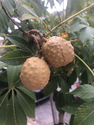 Aesculus glabra (Ohio Buckeye)