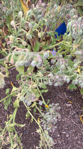 Borago officinalis (borage)