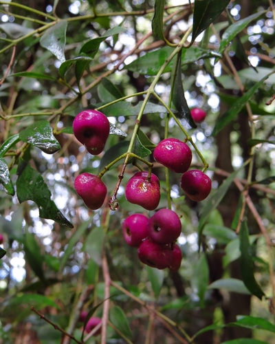 Syzygium smithii (Lilly Pilly) (alternate view 4)