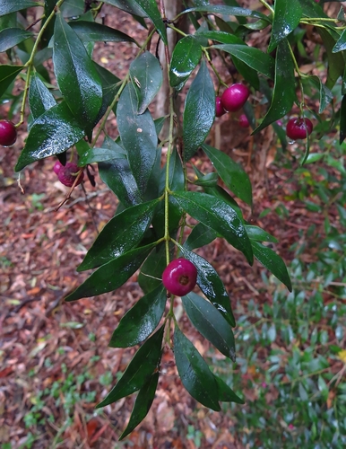 Syzygium smithii (Lilly Pilly) (alternate view 5)