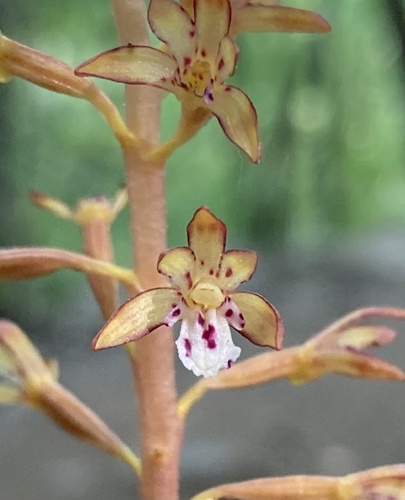 Corallorhiza maculata (spotted coralroot) (alternate view 8)