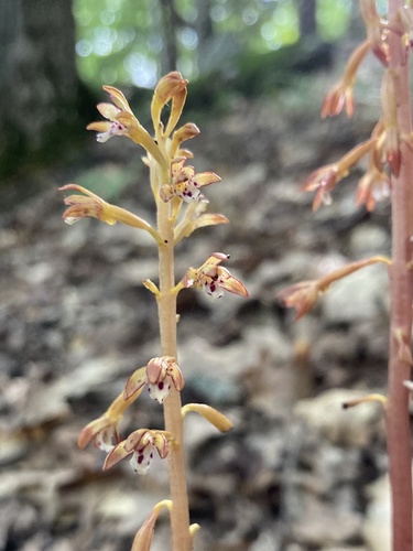 Corallorhiza maculata (spotted coralroot) (alternate view 9)