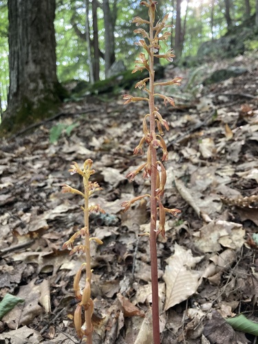 Corallorhiza maculata (spotted coralroot) (alternate view 10)