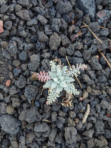 Chaenactis douglasii (Hoary Pincushion) (alternate view 3)