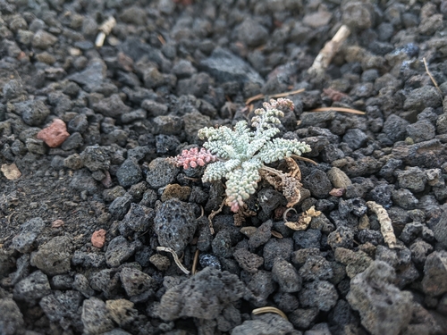 Chaenactis douglasii (Hoary Pincushion) (alternate view 4)