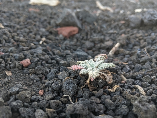 Chaenactis douglasii (Hoary Pincushion) (alternate view 5)