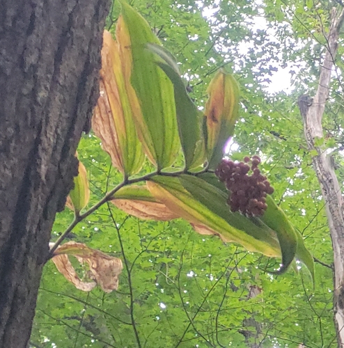Maianthemum racemosum (false Solomon's Seal) (alternate view 2)