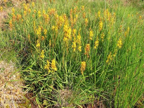 Narthecium ossifragum (bog asphodel)