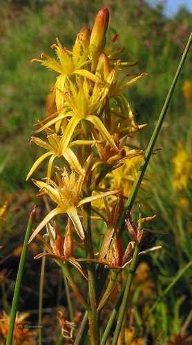 Narthecium ossifragum (bog asphodel)